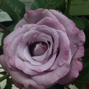 Meet your Posher, Kistina m